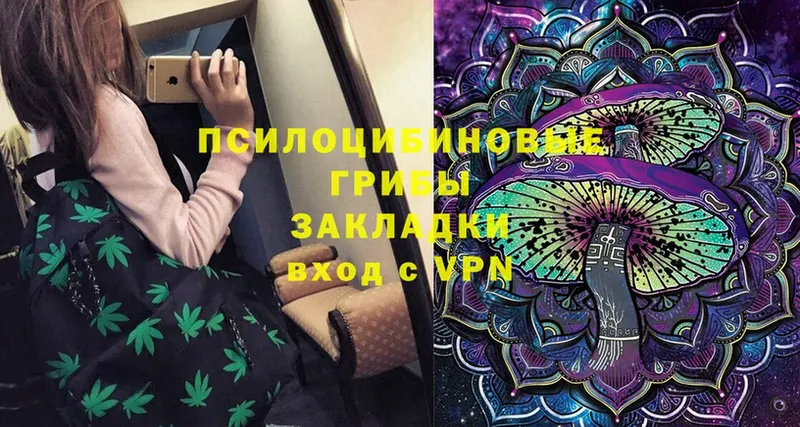 закладка  Балтийск  Галлюциногенные грибы Cubensis 